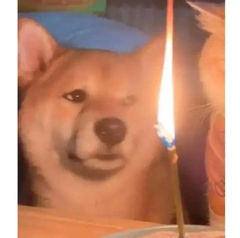 급하게 차려준 고양이 생일상 3