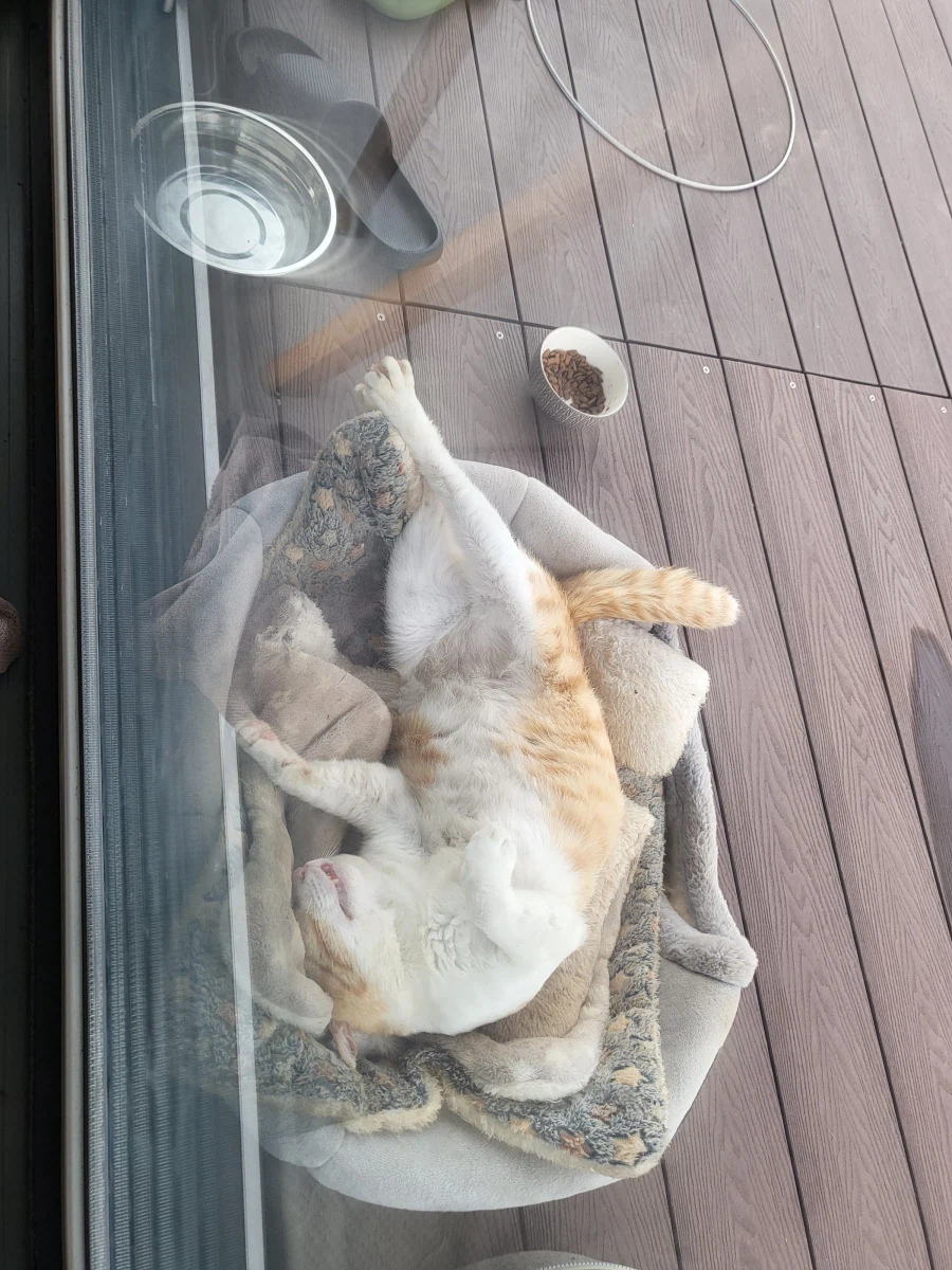 녹아버린 시골 고양이.jpg