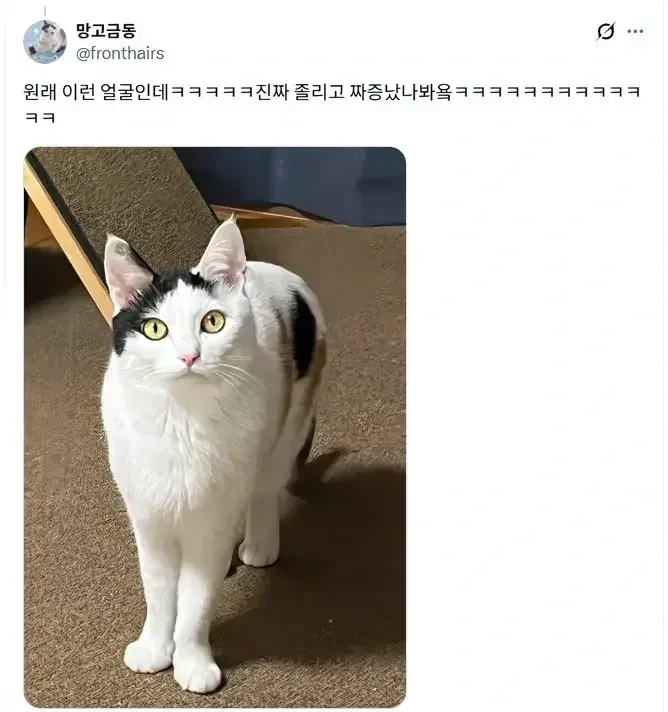 루틴이 깨져서 화 난 고양이 2