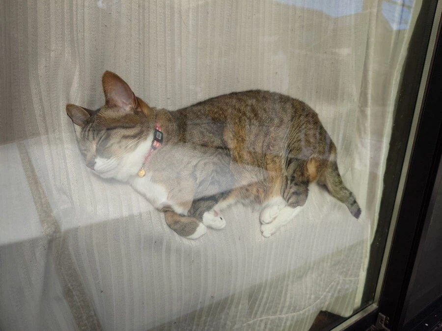 결국 산채로 박제 되어버린 냥이 jpg. 2