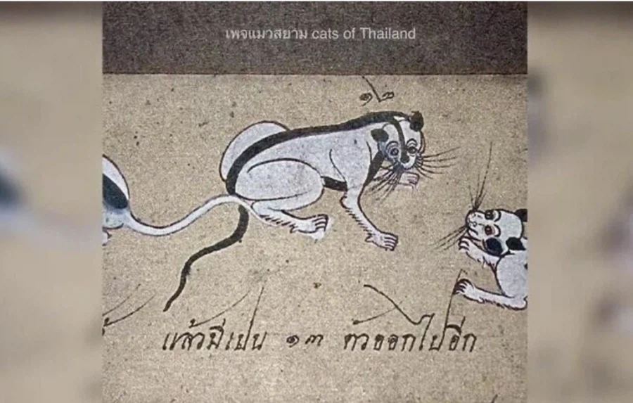 태국토종고양이 3