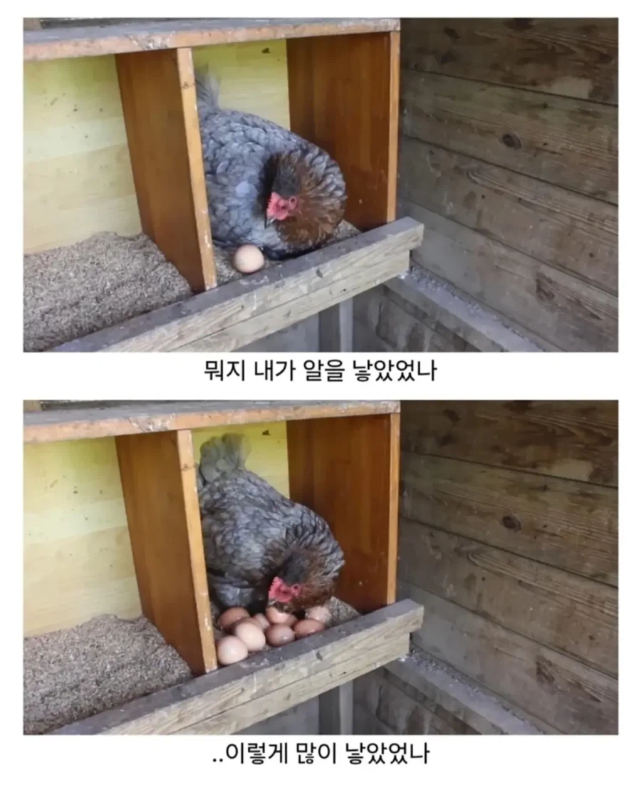 마트에서 사온 유정란을 닭에게 줘보았다.jpg 2