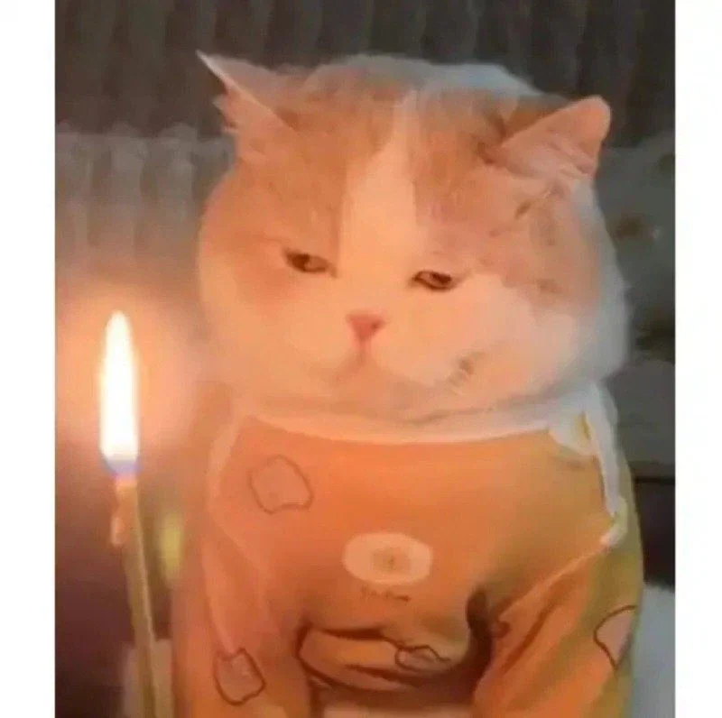 급하게 차려준 고양이 생일상 2