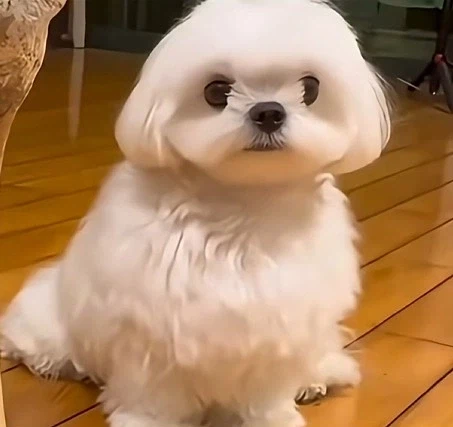 강아지에게 줄 뼈다귀를 구매하는 사람 10