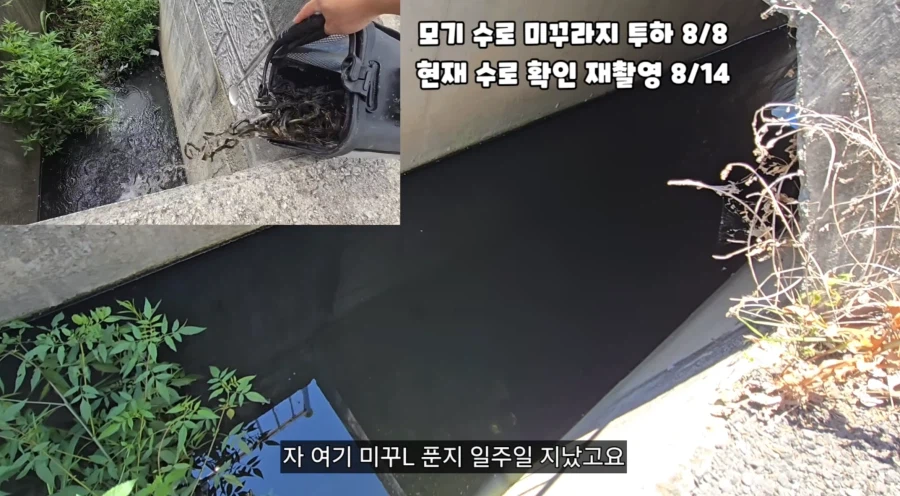 모기유충잡는 유튜버 3