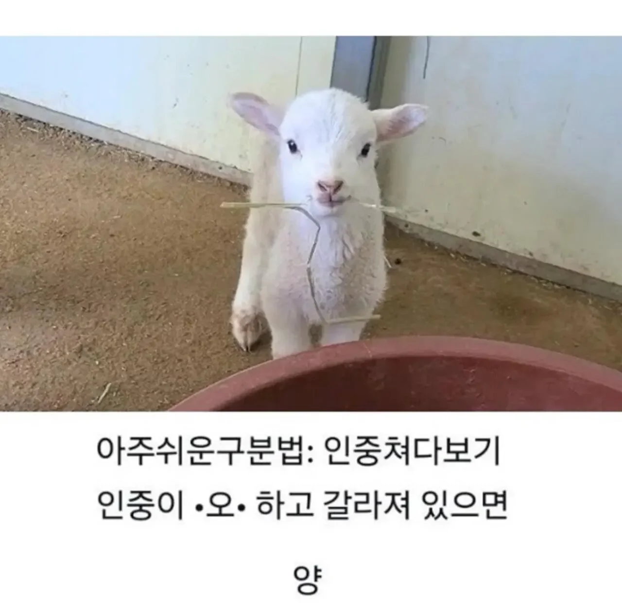 새끼 양 새끼 염소 구분하는 법 2