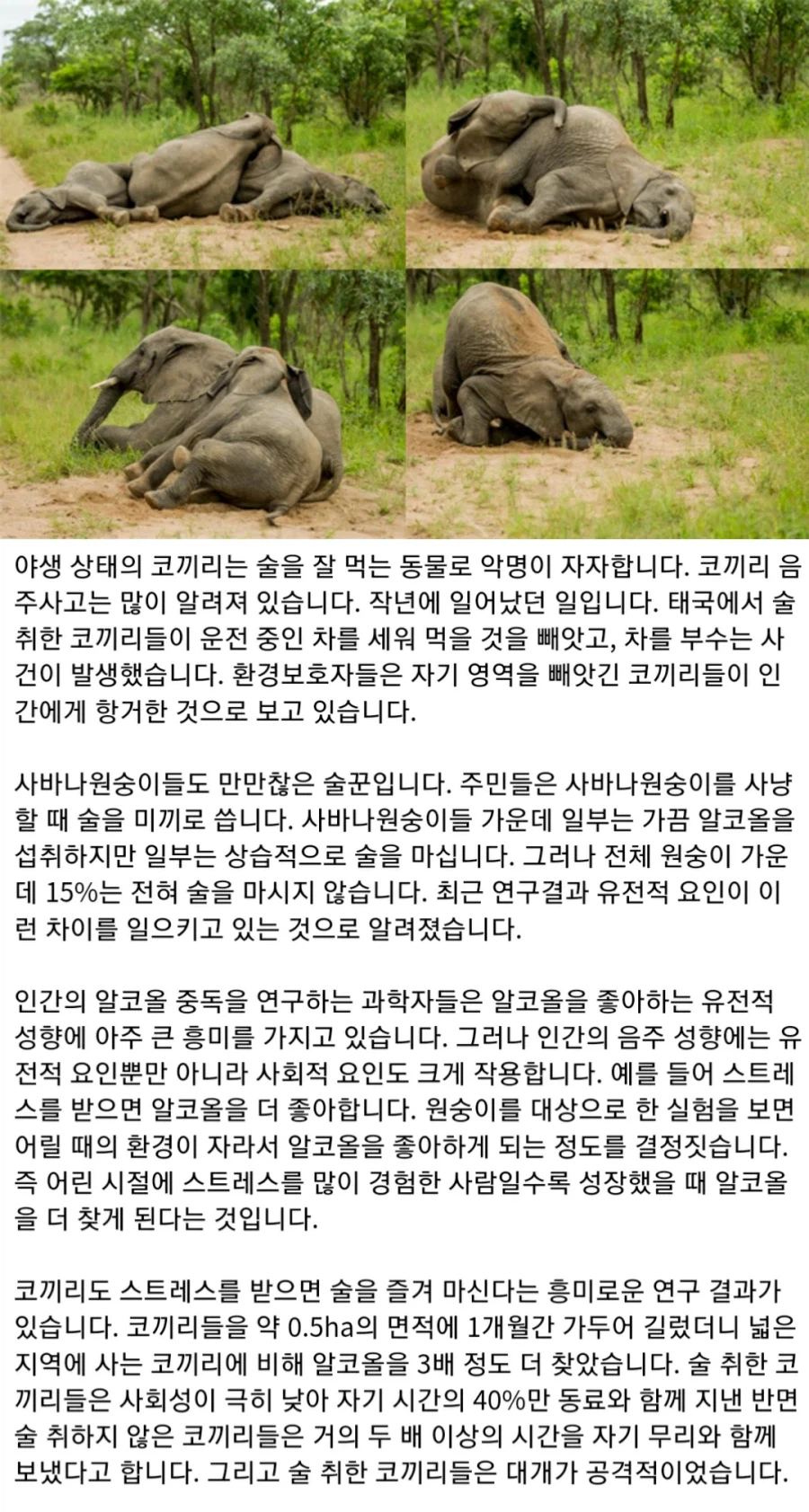 금주령이 사실상 불가능한 이유.jpg