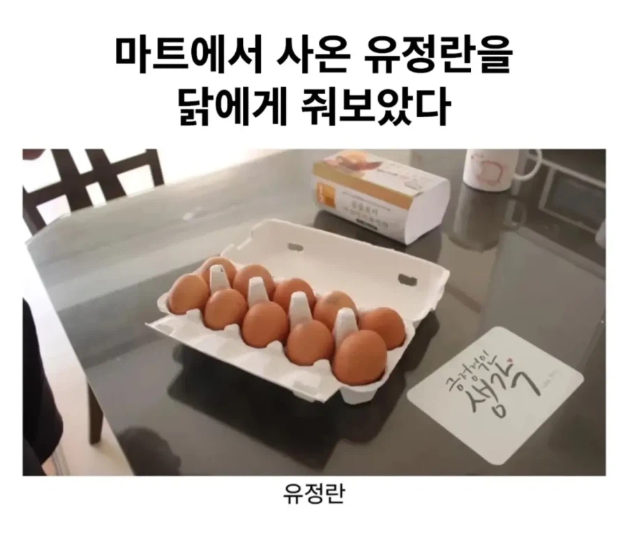 마트에서 사온 유정란을 닭에게 줘보았다.jpg
