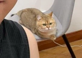 고양이 안 키워보는 사람들은 모른다는 고양이의 진실 2