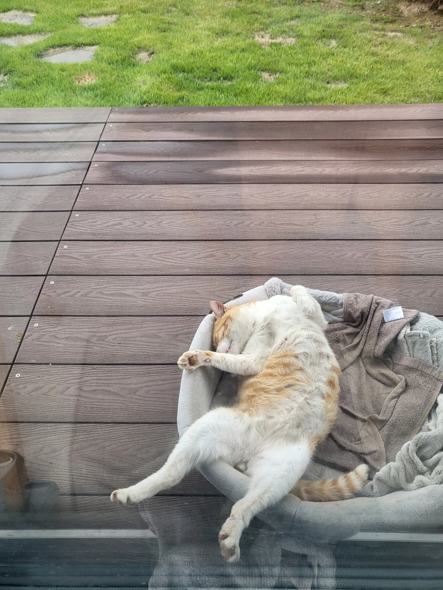 녹아버린 시골 고양이.jpg 4