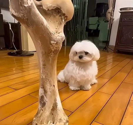 강아지에게 줄 뼈다귀를 구매하는 사람 9