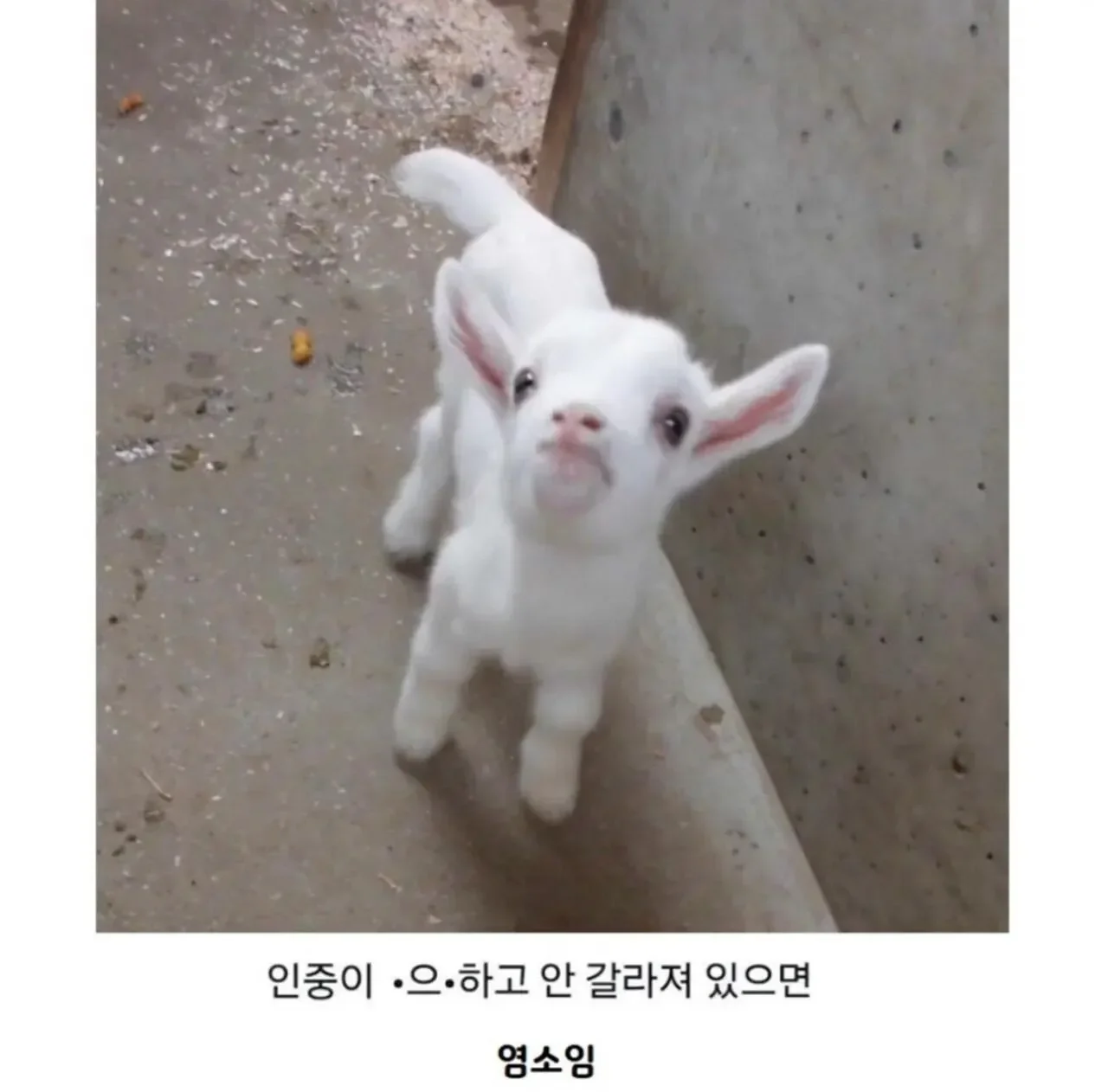 새끼 양 새끼 염소 구분하는 법 3