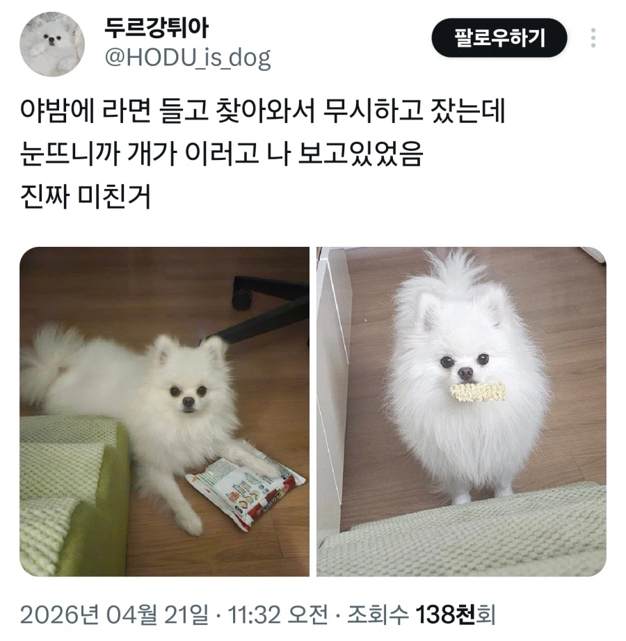 주인을 진짜 사랑하는 멍뭉이