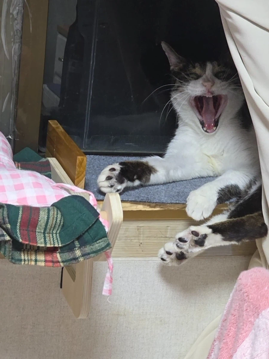 고양이의 날이라고? 3