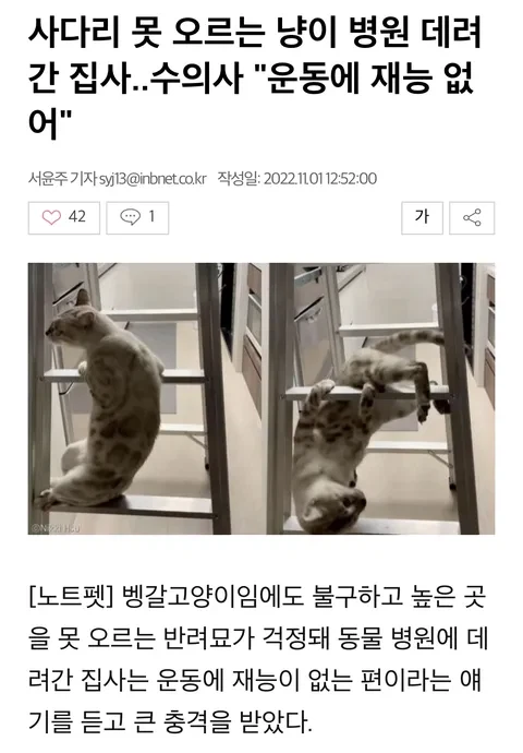 고양이 움직이는게 이상해서 병원 데려간 결과.jpg