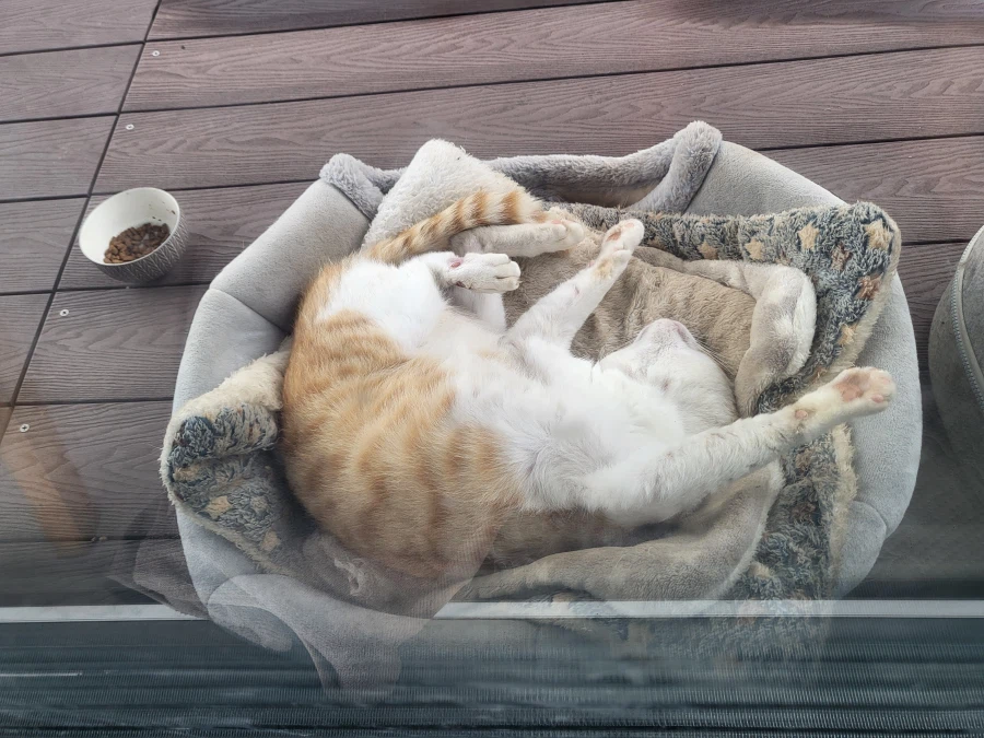 녹아버린 시골 고양이.jpg 3