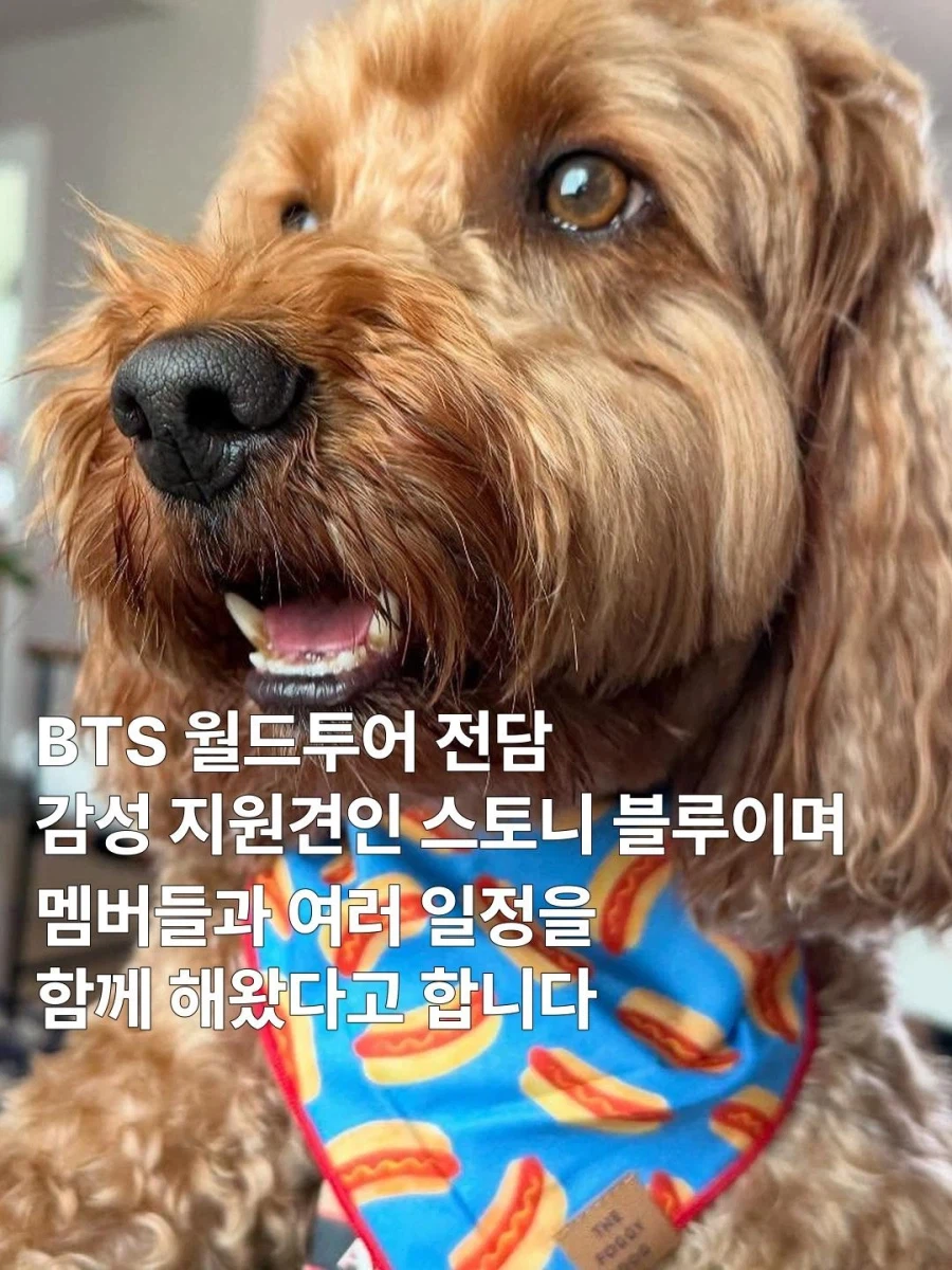 방탄 뷔 반려견 기내 돌아다녀 논란 6