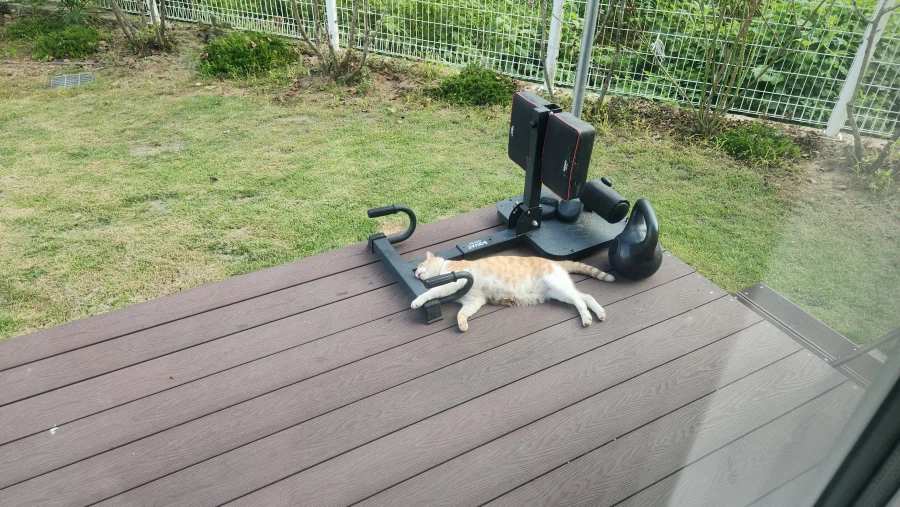 녹아버린 시골 고양이.jpg 5