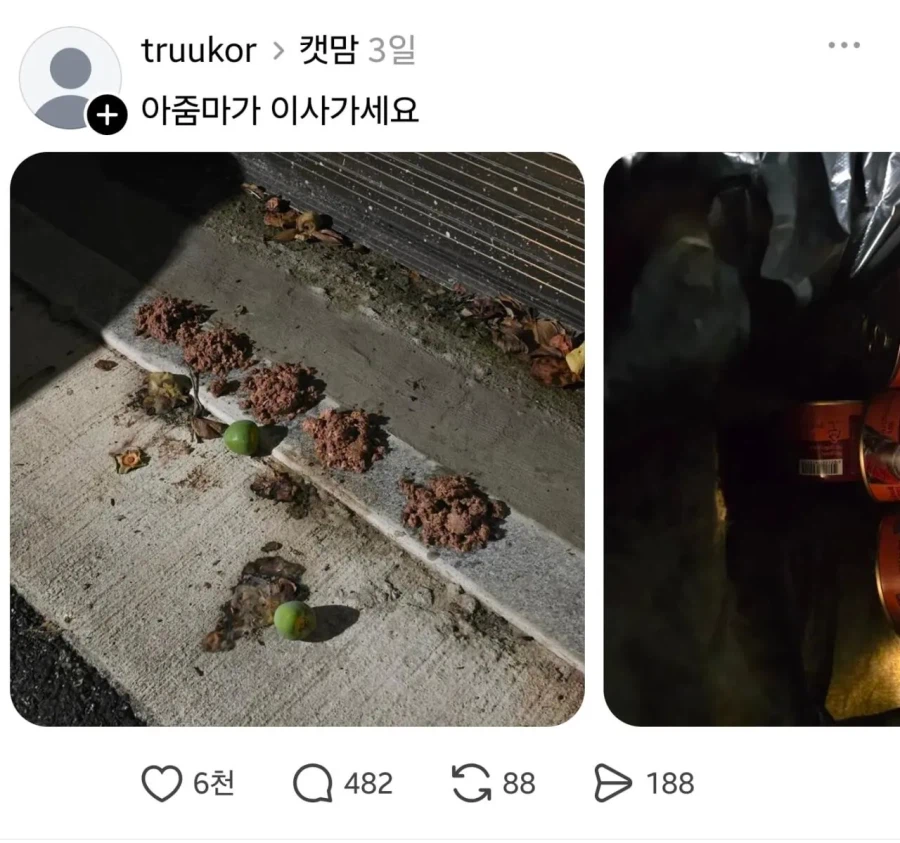 임자 제대로 만난 캣맘.jpg 4