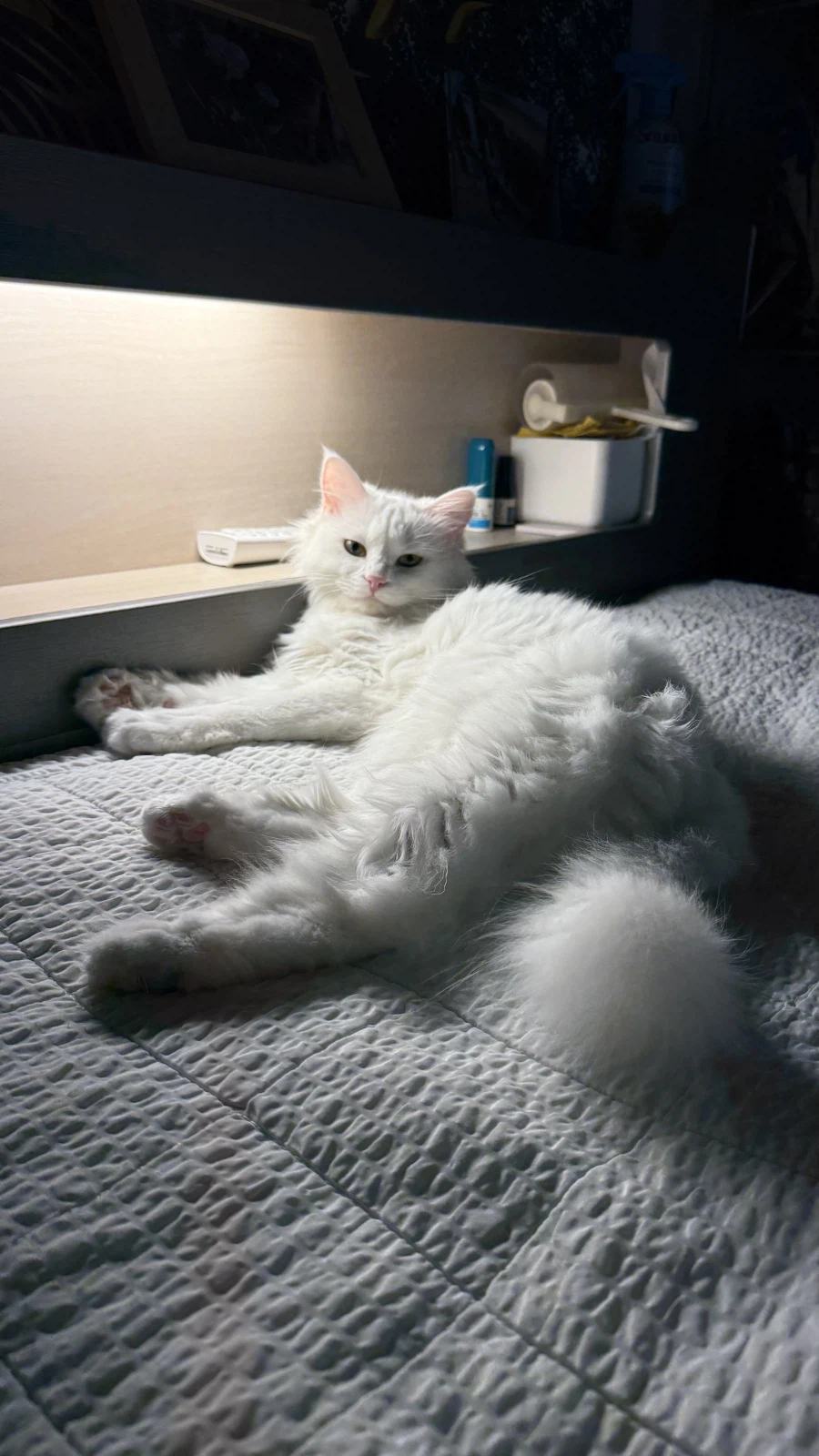 우리집 고양이 우다다해서 잠을 못자겠다