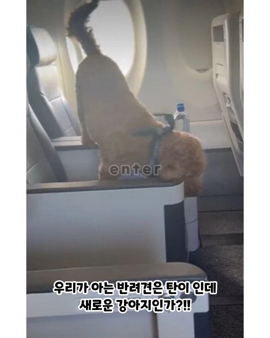 방탄 뷔 반려견 기내 돌아다녀 논란 3