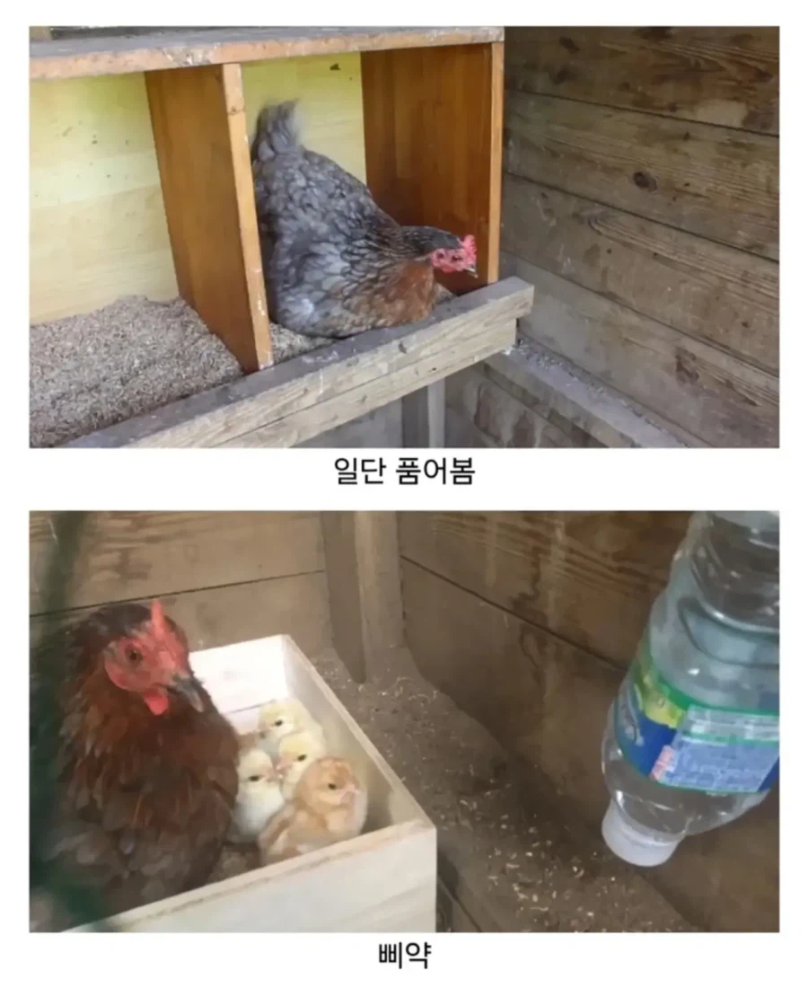 마트에서 사온 유정란을 닭에게 줘보았다.jpg 3