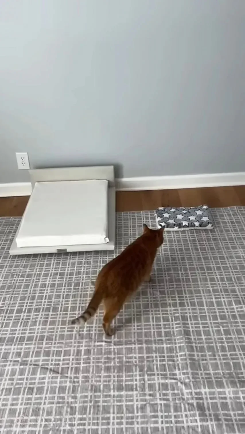 고양이 침대 3달러 vs 350달러.jpg 2