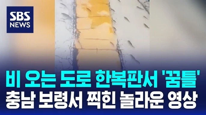 충남보령 근황 2