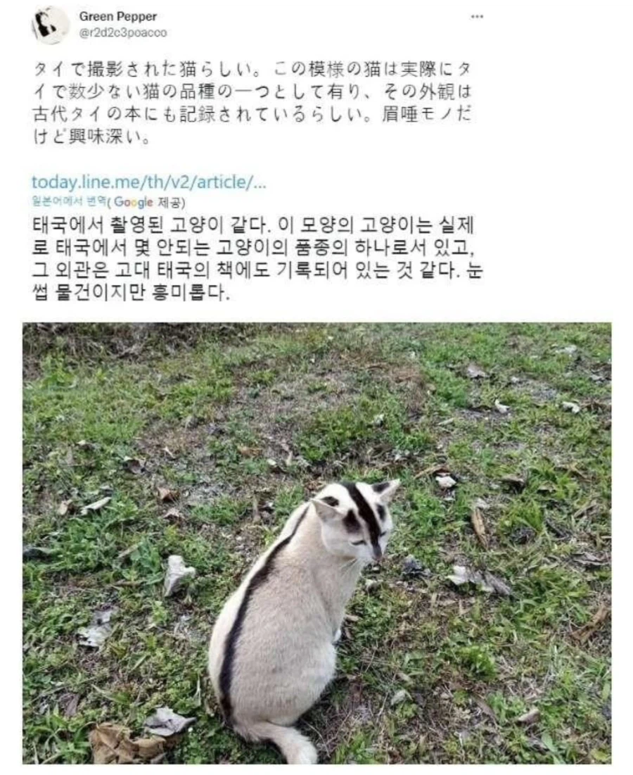 태국토종고양이