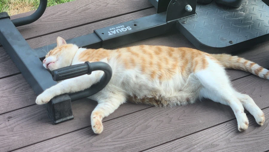 녹아버린 시골 고양이.jpg 6