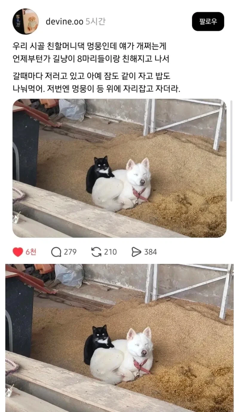 할머니댁 멍뭉이의 친화력.jpg