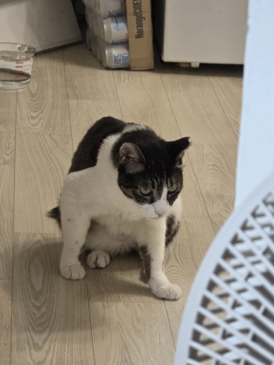 고양이의 날이라고? 6