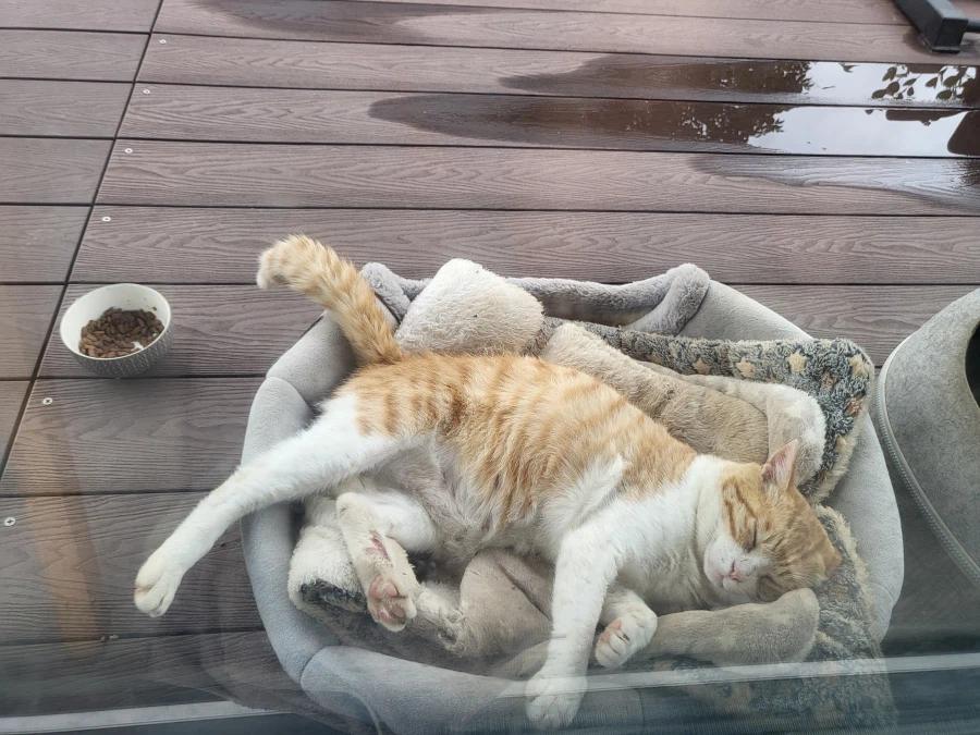 녹아버린 시골 고양이.jpg 2