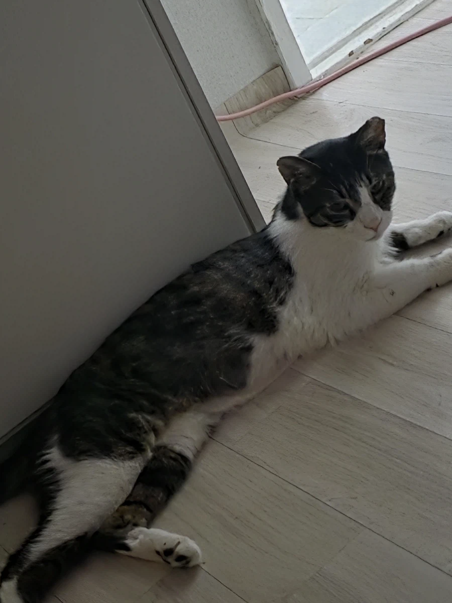 고양이의 날이라고? 10