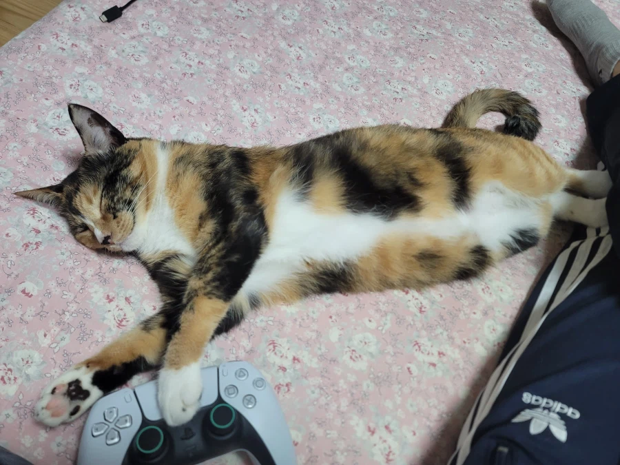 애옹이 녀석 잘도 자는구만.....